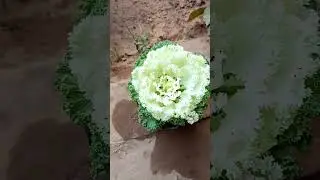 #video l हैप्पी Flower #flower #nature #sleepmusic #gardening #relax #timelapse #dahlia #protimelaps