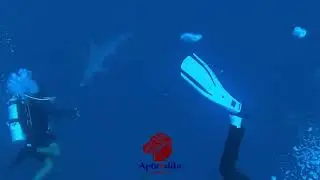 🌊 Dive Safari in the Red Sea &ndash; an unforgettable adventure! 🐠