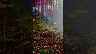 Enchanted trail feels like The Hobbit movie #mtb #mountainlife #mountains