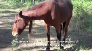 Wild Horses of Abaco