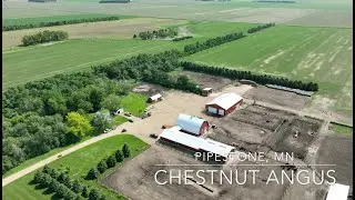 Chestnut Angus