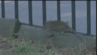NYC focusing on these 8 rodent-filled 'rat mitigation zones'