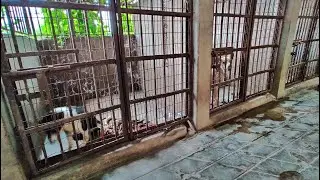 People For Animals (PFA) shelter home in Guwahati in deplorable condition | Shot in April, 2021
