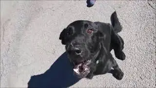 Rebel