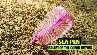 SEA PEN (BALLET OF THE OCEAN)