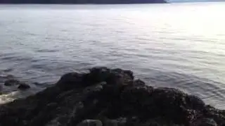 Small river flows to the Alaskan seashore. Gorgeous