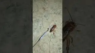Field cricket #insects #shorts