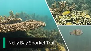 Nelly Bay Snorkel Trail - Diving Magnetic Island