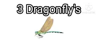 Insect's Bug's Flying Number English 1-40 🦋🪰🕷️🐜🦗🐝🐝🐞🦂🦟🐛🪲🪱🐌🪳🦋🦋🦗🐝 K KINEMASTER