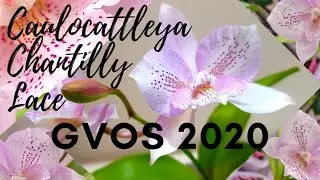 #GVOS2020 | Caulocattleya Chantilly Lace Twinkle | The Orchid Room - 4