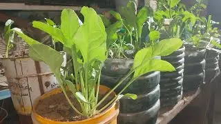 تصوير المزروعات السلق والفلفل والباذنجان والطماطة والرقي تصوير مسلي  🥬🌶️🍆🍅🍉 