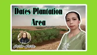 Al-Quassim Province Saudi Arabia 🇸🇦 ( Dates Plantation Area)