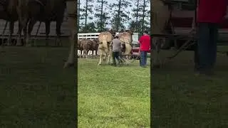 A great pull for Sid&rsquo;s team #horses #pulls #shorts