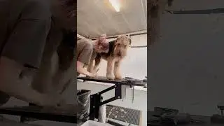 Come with me to groom Chester the Airedale! 👑 #doglife #love #dogstagram #doggrooming