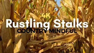 Corn Field Sound of Wind and Crickets 4K Rustling Corn Stalks ASMR Autumn Ambience