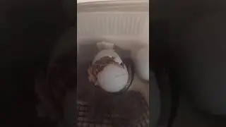 Goshawk 'Oleg' 2018 - Hatching after 34 days incubation