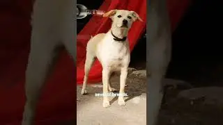 Аскал или Аспин (Подробнее &uarr; ) #philippine #aspindog