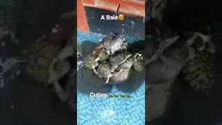 A BALE group of turtles