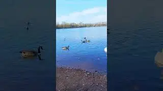 🦆🦆🦆