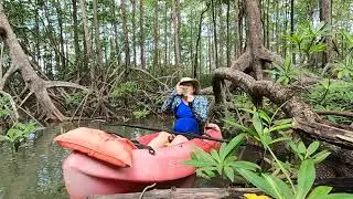 How mangroves protect coastlines and biodiversity