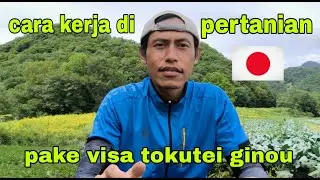 CARA KERJA DI PERTANIAN JEPANG!! PAKE VISA TOKUTEI GINOU