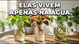 Zero Terra, Zero Gasto — As Plantas Que Enterraram Para Você Continuar Comprando