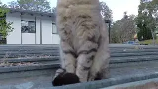 Flying a drone in the backyard to annoy my cat 😂😂