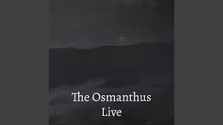 Osmanthus Armatus (Live)