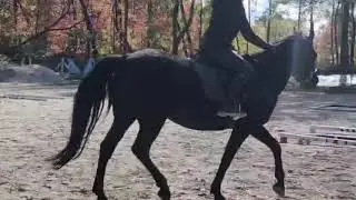 BLESTE SUNN MISTY MORGAN: Morgan Mare For Sale