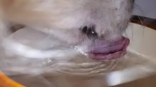 ASMR - Dog Drinking Water From a Bowl - Loud Lapping Up Water Sounds - Golden Retriever