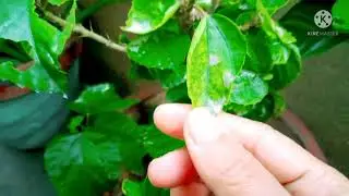 How to Control Caterpillars  Top  Secret All in one problem #caterpillar #problem #canitizer #insect