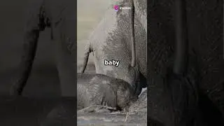 Epic Animal Videos The Future is Wild!  #animals #wildlifeentertainment #animalfacts #ai #future