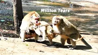Million Tears Dropping Off! Watching Teenaged Monkey  Is Mistreated by Crazy Group Monkey Make Me