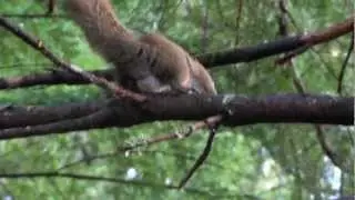 Chattering Red Squirrel