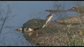 April 03, 2017- Terrapin plus a tattered ear Scrub Hare