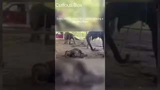 Mom Elephant Tries Everything to Wake Up Sleepy Baby #wildlifeentertainment #animals #wildlife