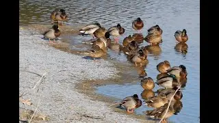 雪で薄化粧した勅使池の岸辺で休むカモ達(2026/1/3撮影) / Ducks resting along the lightly snow‑dusted shore of Chokushi Pond