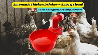 Automatic Chicken Drinker | Easy Setup & No Water Wastage! 🐔💧