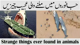 Strange things ever found in animals | Info @Bilal