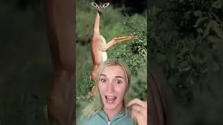 ЖИВОТНЫЕ, О СУЩЕСТВОВАНИИ КОТОРЫХ ВЫ НЕ ЗНАЛИ!😳