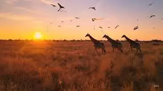 Graceful Giraffes in Savannah 🦒 Golden Sunset & Birds | Cartoon & Nature Tales