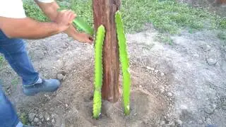 Tutorial plantando pitaya - Sitio Sawada -TUTORIAL PLANTING DRAGON FRUIT
