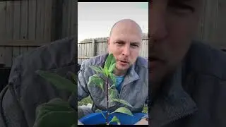 How to propagate longevity spinach #healthyfood #garden #gardening #plants #growyourownfood #farm