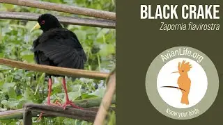 Black Crake - Zapornia flavirostra