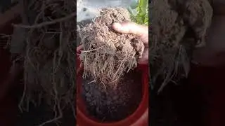 How to grow turnera plant at home#Shorts