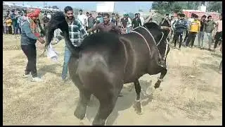 ghodi dance competition mathura lado ghodi ka behtrin dance performance