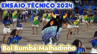 Ensaio Técnico Boi Bumbá Malhadinho 2024. Boi Malhadinho.