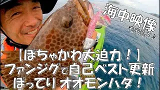 【ぽちゃかわ大迫力！】ファンジグで大逆転！自己ベスト更新41cmのぽってりオオモンハタ！