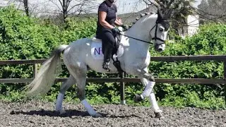 SOLD-PRE GELDING FOR SALE - 6 YO - 162cm  PIRO FREE with XRAYS_1080p