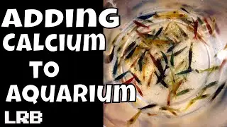 How I Have Been Adding Calcium to My Aquariums